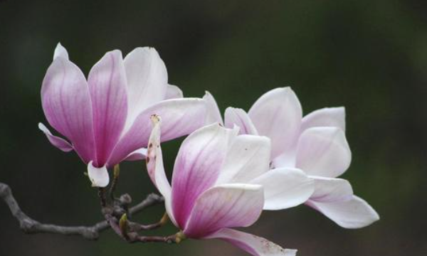 白玉兰花的寓意是什么,白兰花的寓意和花语图4