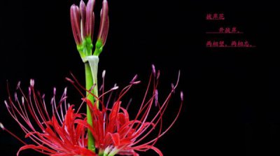 ​此岸花用血豢养会怎么样？揭秘此岸花的传闻小说（唯美）