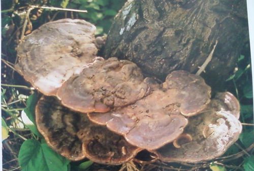 山上哪里容易找到灵芝