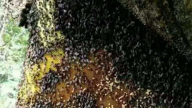 蜂群中出现大量黑色的蜂是什么蜂出现的原因是什么