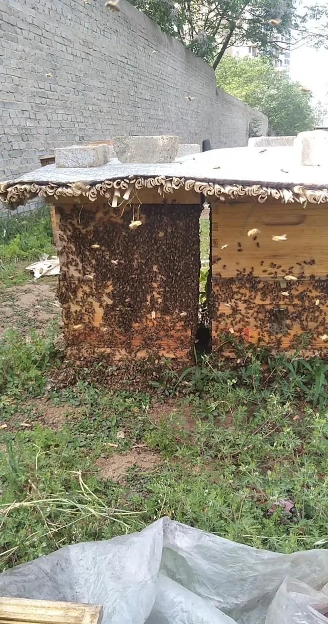 广东黑色的蜂叫什么，一种筑巢在地下的大黄黑色蜂学名叫什么？我们地方叫土叮蜂？图4