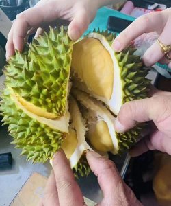​榴莲产地，榴莲等级排名配图和产地？