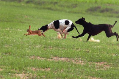 ​细犬为什么被禁养 细犬被禁养的缘故是什么