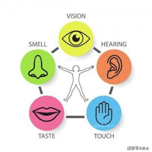 ​人的五感中哪个感觉反应最快（味觉传送特性）