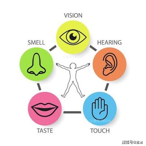 人的五感中哪个感觉反应最快（味觉传送特性）