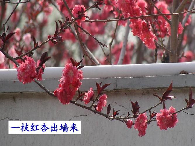 一枝红杏出墙来啥意思（一枝红杏出墙的含义）