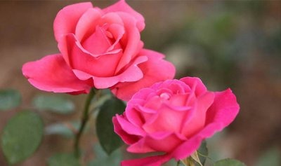 ​一年四季都盛启的花是什么花?月月红和日日春终年无休