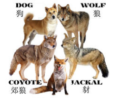 狗和狼是同一物种,狗和狼是不是一个物种的图5
