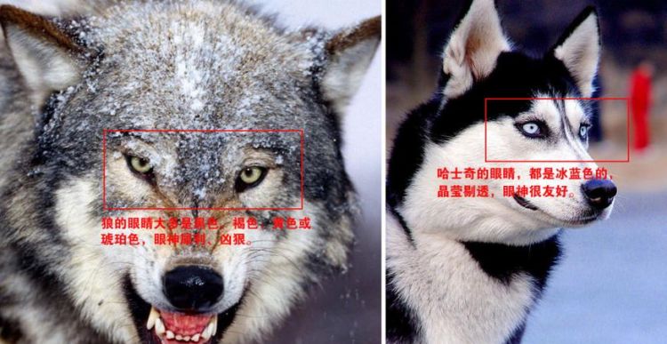 狗和狼是不是一个物种的