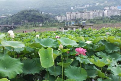 ​汉丰湖是西湖的几倍,汉丰湖的风景作文800字