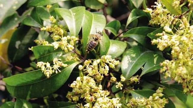 蜜蜂养殖技术，北方蜜蜂养殖技术？图2