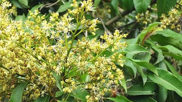 蜜蜂养殖技术，北方蜜蜂养殖技术？图4