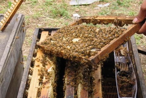 北方蜜蜂养殖技术
