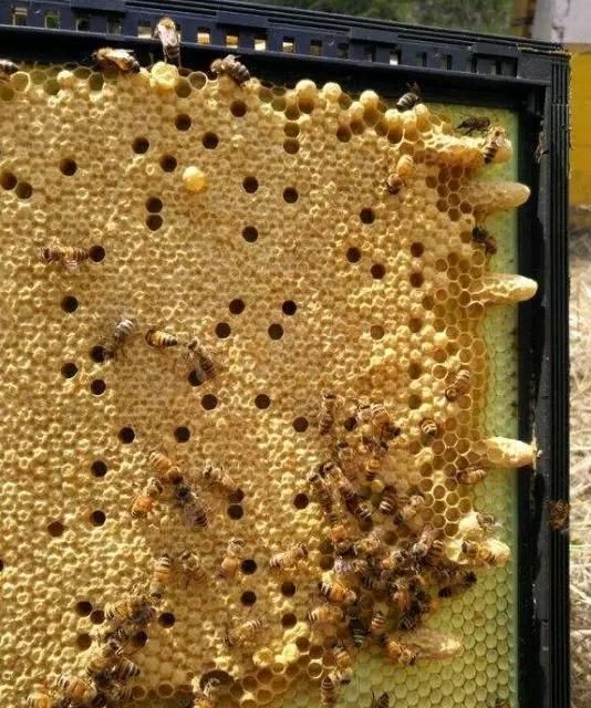 蜜蜂养殖技术，北方蜜蜂养殖技术？图8