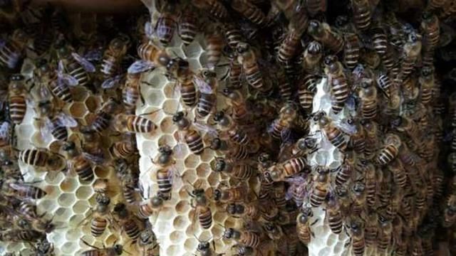 蜜蜂养殖技术，北方蜜蜂养殖技术？图5