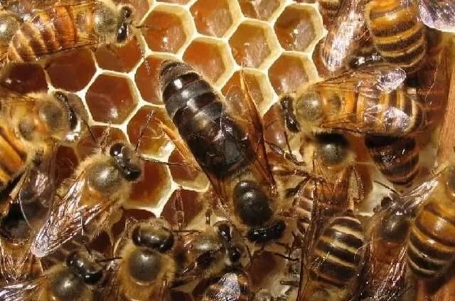蜜蜂养殖技术，北方蜜蜂养殖技术？图6