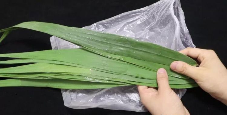 新鲜的粽子叶怎样处理才能用