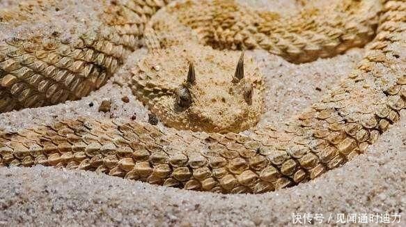 世界最毒的毒蛇第别名图片 世界最毒的十大毒蛇排名