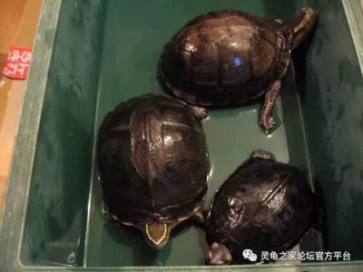 ​安布闭壳龟好养吗？安布闭壳龟怎么养