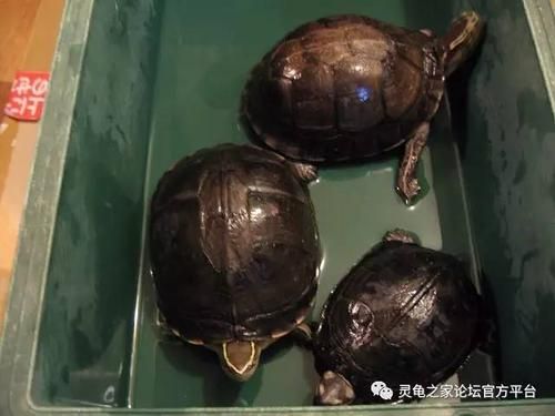 安布闭壳龟好养吗？安布闭壳龟怎么养-第1张图片-