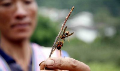 ​被马蜂蛰了怎样办?被马蜂蜇了多久毒发（3-5天康复）