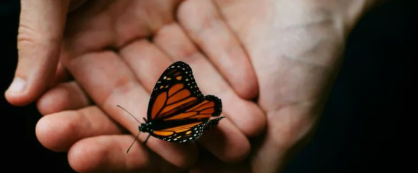 人死后出现蝴蝶的寓意,传说人死后有蝴蝶飞来是什么意思啊图3