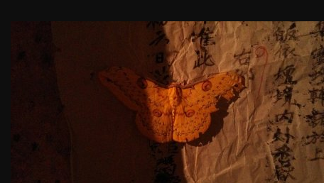 人死后出现蝴蝶的寓意,传说人死后有蝴蝶飞来是什么意思啊图1