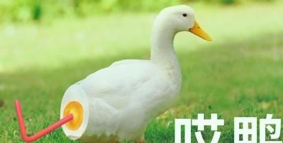 哔哩哔哩是什么意思