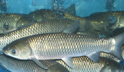 ​常吃的鱼有哪些,常吃的鱼有哪些