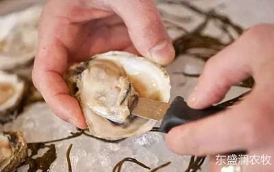 生蚝怎么清洗内脏图解,生蚝怎么清洗内脏图解图12