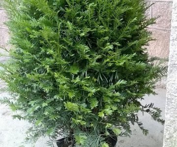 ​植物熊猫之称，有植物之称的是什么？