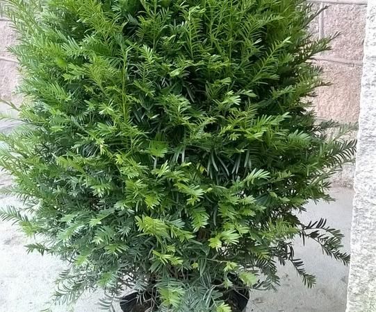 有植物之称的是什么