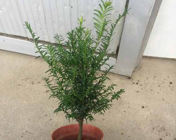有“植物世界的熊猫”和“鸽子树”之称的中国特有珍稀植物分别是______和______