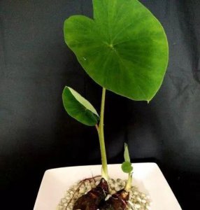​芋头发芽能吃吗，芋头多年不移栽能吃吗？