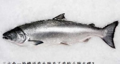 ​三文鱼有肺吗，有公知说：三文鱼没有肺，不会传播冠状病毒，真的吗？
