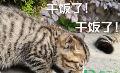 ​干饭人是什么意思什么梗,什么叫干饭人