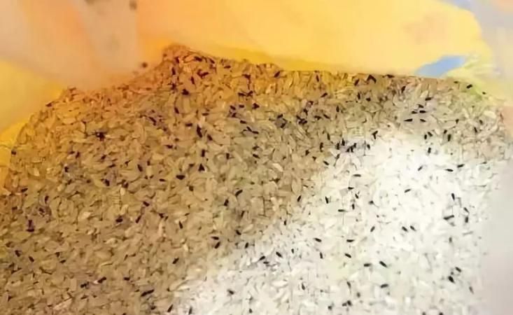 吃发霉的大米对身体有害吗