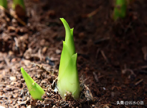 范成大简介四时田园杂兴（范成大的两首名作，构思独特，技法精湛，描绘了春天里的乡村图画）