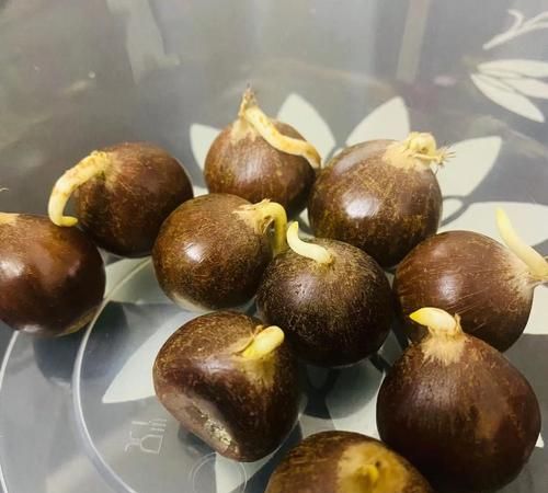 发芽的栗子煮熟了能吃吗