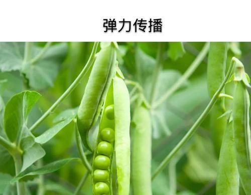 传播种子的方法，有哪些
