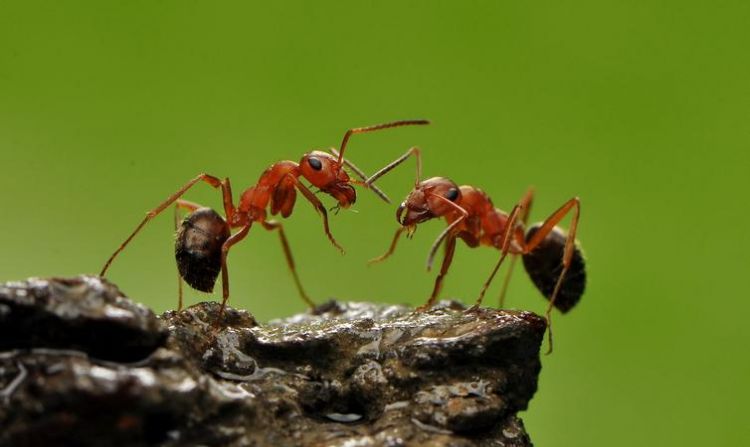 蚂蚁的生活环境和特点