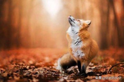 ​刺猬是白仙什么意思（刺猬是什么仙）