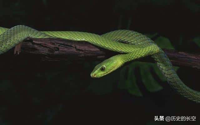 刺猬是白仙什么意思（刺猬是什么仙）