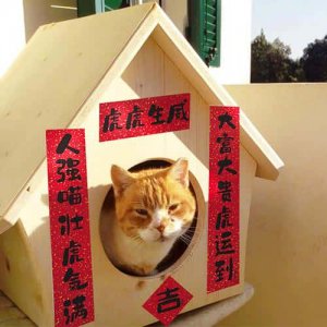 ​猫粮幼猫什么牌子好（幼猫猫粮哪个牌子比较好）