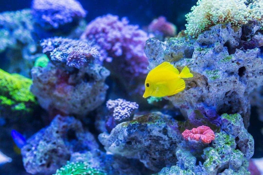 世界上哪个海最大(世界上最大的海是哪一个)