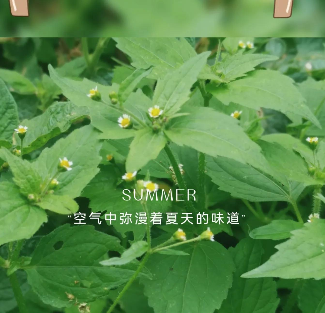 琦君简介资料（琦君，桂花一样的女子）