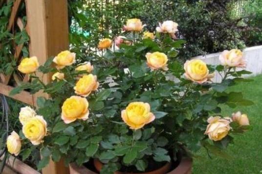 月季花怎样施肥开花好（月季施肥的小技巧）