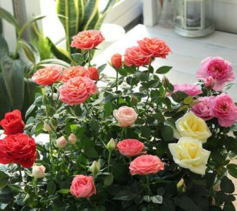 ​月季花怎样施肥开花好（月季施肥的小技巧）