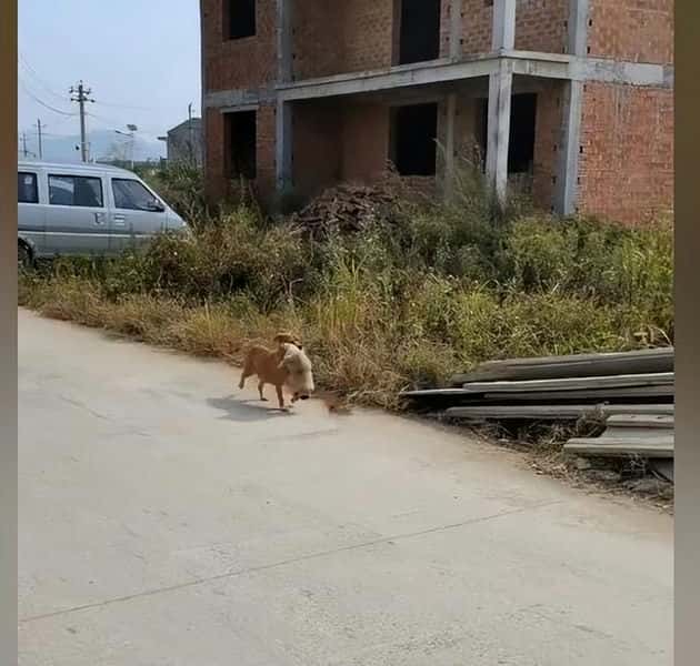 狗妈把小狗叼去藏起就不管了（狗妈妈单独叼出一只狗宝宝）