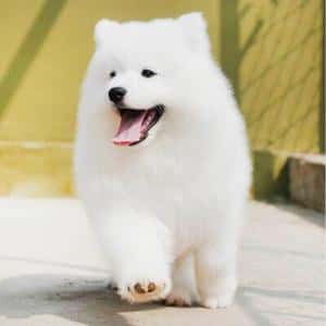 纯种萨摩耶有什么特征（萨摩耶是大型犬还是中型犬）